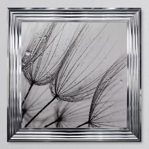 Dandelion Seed 1 Picture 68 x 68
